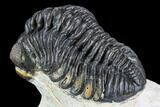 Detailed Austerops Trilobite - Ofaten, Morocco #110648-4